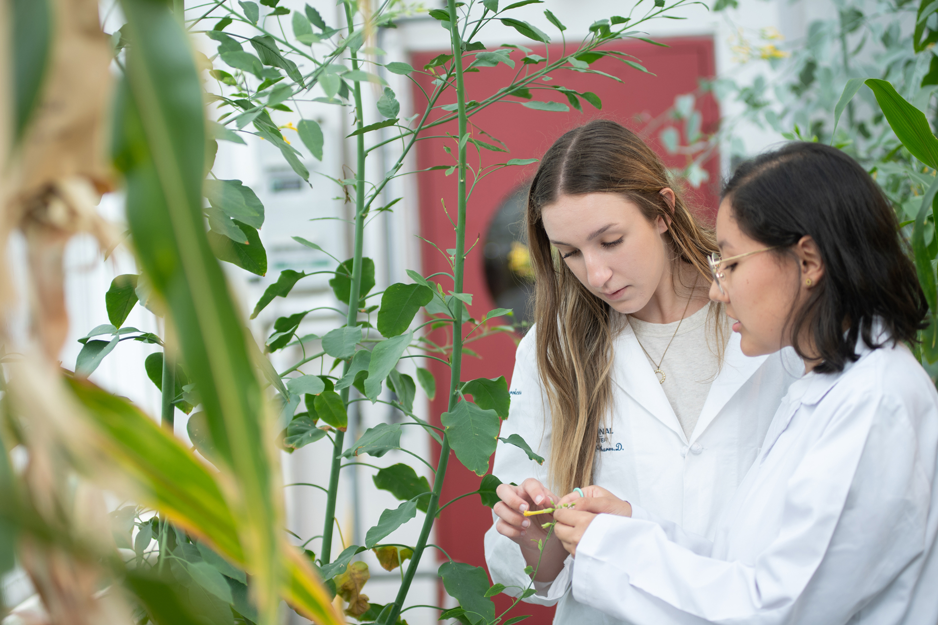 BTI REU Program | Research Experience for Undergraduates